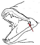 Lappanella fasciata_claves
